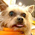 タケルちゃん　歯石取り