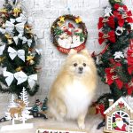 ポメラニアン　まろんちゃん