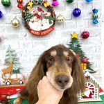 ダックスフンド　チースケくん