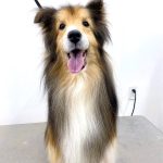 シェルテイー　アムくん