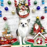 チワワ　咲太郎くん