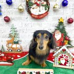 ダックスフンド　コロくん