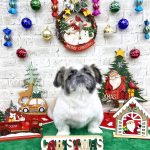 ペキニーズ　むくくん