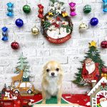 チワワ　モモちゃん