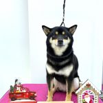 柴犬　はるちゃん