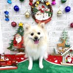 ポメラニアン　プー助くん