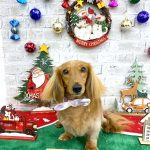 ダックスフンド　マナちゃん　炭酸泉入浴