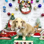 ダックスフンド　カイくん　炭酸泉入浴