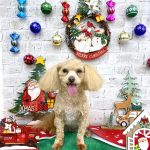 マルプー　海ちゃん