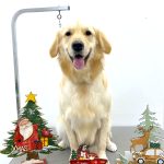 ゴールデン・レトリーバー　ナナちゃん