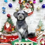 プードルｘパピヨン　ピノちゃん