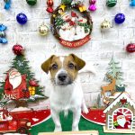 ジャックラッセルテリア　つきちゃん