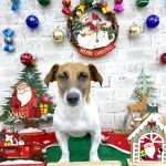 ジャックラッセルテリア　ふじくん