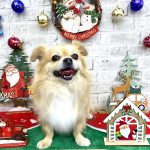 チワワ　あずきくん