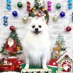 ポメラニアン　ムギくん