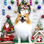 ポメラニアン　ルイくん