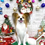 パピヨン　天くん