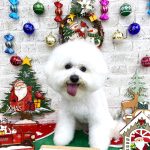 ビションフリーゼ　ゆきくん