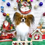 パピヨン　おもちくん