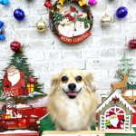 チワックス　くるみちゃん