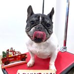 フレンチブルドッグ　　　ハルちゃん