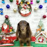 ミニチュアダックス　愛夢（あむ）ちゃん