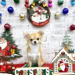 チワワ　モモちゃん