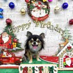 チワワ　オレオくん