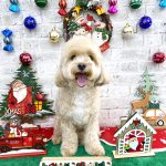 マルプー　ロイくん