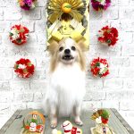 パピヨン　雄真くん