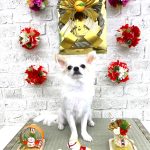 チワワ　チャイくん