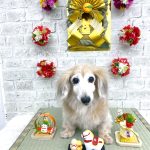 ダックスフンド　サクラちゃん