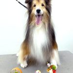 シェルテイー　アムくん