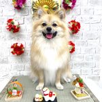 ポメｘスピッツ　ハンナちゃん