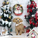 マルプー　モカちゃん