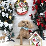 トイプードル　レオくん