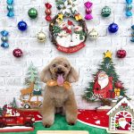 トイプードル　ももちゃん