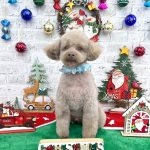 トイプードル　ライトくん