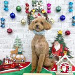 トイプードル　アンディーくん