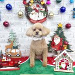 トイプードル　ププちゃん