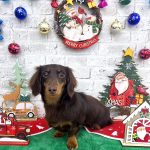 ダックスフンド　アイルちゃん