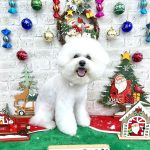 ビションフリーゼ　ゆきくん