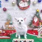 ポメｘプードル　はなちゃん　泥パック