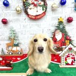 ダックスフンド　クーちゃん