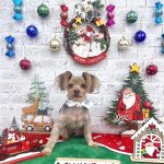 ヨークシャーテリア　カイくん