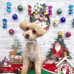 初めてご来店　トイプードル＆スピッツ　りくくん　PV動画あり