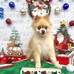 ポメラニアン　レオンくん