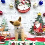 ポメラニアン　れおちゃん