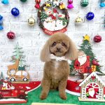 トイプードル　むぎちゃん