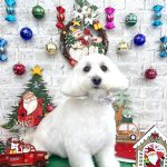 マルチーズｘダックス　れいくん